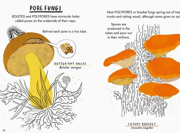 Little Guides To Nature: Hello Fungi