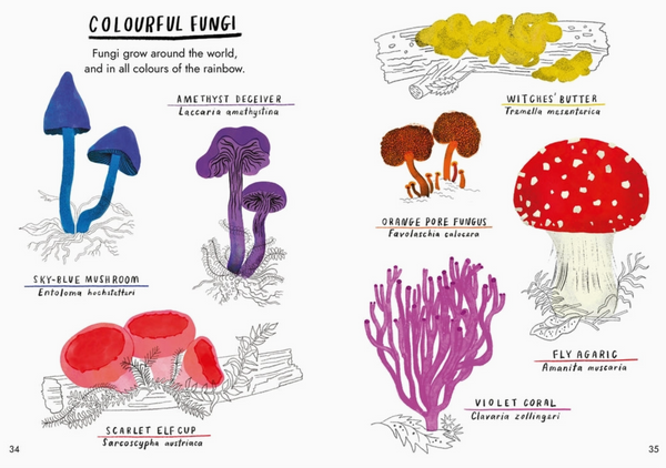 Little Guides To Nature: Hello Fungi