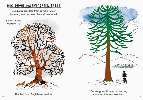 Little Guides To Nature: Hello Trees