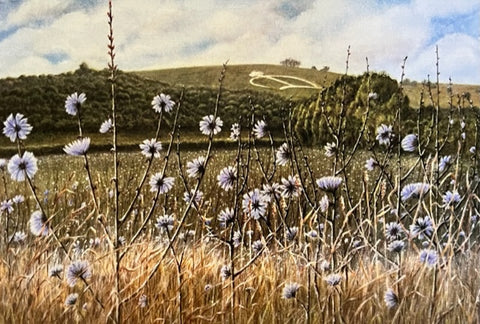 Chicory Summer - by Ann Sutherland
