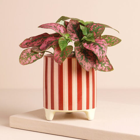 Red and White Candy Cane Striped Mini Planter