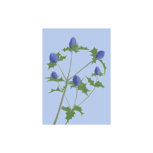 Sea Holly Greeting Card