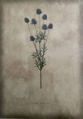 ** NOW HALF PRICE - LAST ONE ** Blue Thistle - by The Prints Co