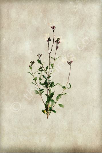 ** NOW HALF PRICE ** Salvia - by The Prints Co