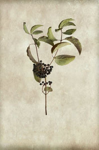 ** NOW HALF PRICE ** Elderberry - by The Prints Co